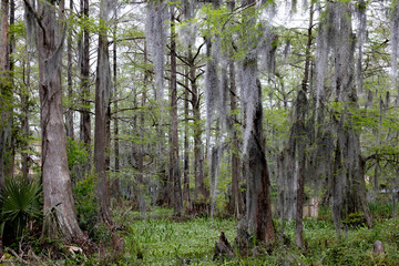 Trees in the swamp