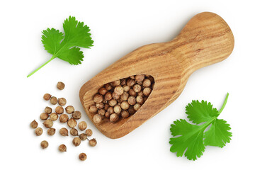 Dried coriander seeds in the wooden scoop with fresh green leaf isolated on white background. Top view. Flat lay