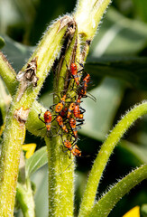 Macro bugs on a stem