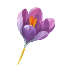 Crocus flower. Vector stock illustration eps10. Isolate on a white background.