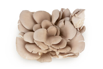 Oyster mushrooms isolated on white background with full depth of field. Top view. Flat lay