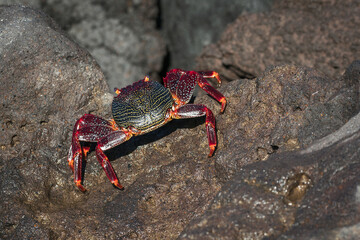Granchi rossi di Tenerife