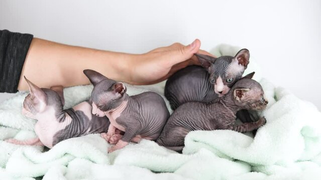 Small kittens of the sphinx breed on a gray background.Hand stroking pets.
