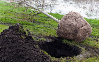 Seedling ready for planting in city park, landscaping concept. Young trees in urban environment, greenery concept. Warm weather for planting trees close-up. The concept of reforestation.