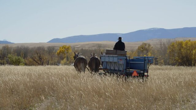 Farmer drives mule team through tall grass on autumn day away
