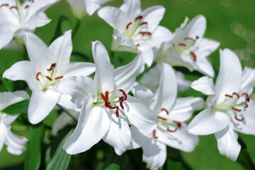 Obraz premium Madonna Lily. White Easter Lily flowers in garden. Lilies blooming. Lilium Candidum. Garden Lillies with white petals. Close-up of Lilium flower on natural green background