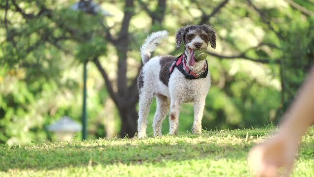 Spanish Water Dog playing with a tennis ball at the park