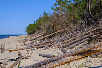Fototapeta na wymiar Coast of the Baltic sea affected by coastal erosion. Downed coastal trees