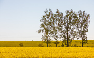 Blooming rapeseed fields in Kashubia, Pomerania, Poland.