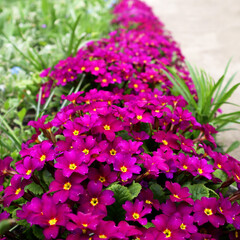 Pink primrose flowers in the garden