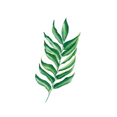 Fototapeta na wymiar Watercolor green leaves on a transparent background. Botanical illustration. Design element. Hand drawn.