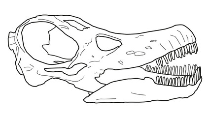 An illustration of the skull of a Titanosaur Patagotitan Mayorum. The largest land animal to ever exist