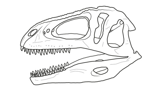 An illustration of the skull of a Tyrannotitan chubutensis. A carnivorous dinosaur from the early cretaceous
