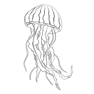 recommend clip art: Hand drawn doodle jellyfish. Vector illustration. Hand drawn jellyfish. Vector illustration. Sea collection. Vector of jellyfish design on a white background. Easy editable layered vector illustration