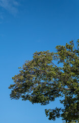 Green Leaves Tree Canopy on a Banyan Tree in Hawaii.