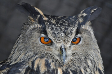 Eurasian eagle-owl (Bubo bubo) portrait