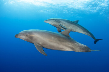 Fototapeta premium Bottlenose dolphin, French Polynesia