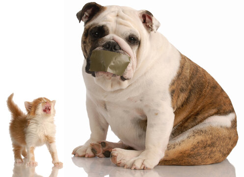 dog and cat fight - english bulldog with tape on mouth sitting beside complaining kitten