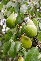Ripe pears on a branch.