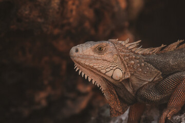 close up of an iguana