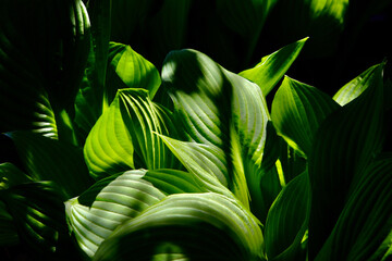 shadows playing on young hosta leaves