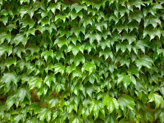 parthenocissus tricuspidata,Background of grape vine ivy plant growing on the wall of a house