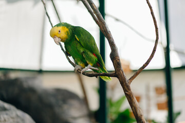 Yellow-green parrot near to the feeder