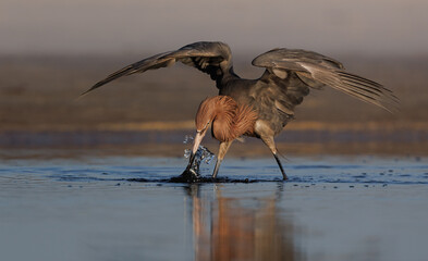 A reddish egret in Florida 