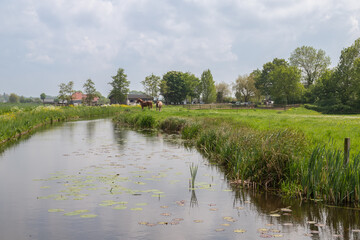 Horses in the pasture in the Dutch spring landscape.