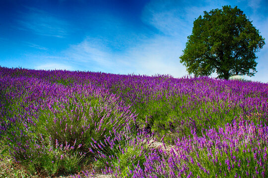 Tree growing by a lavender field, Valmadonna, Alessandria, Piedmont, Italy