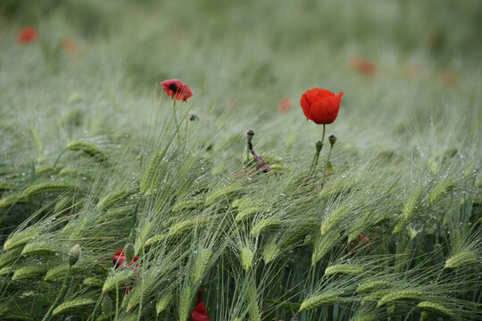 Close-up of wild poppies growing in a wheat field in rain, Alessandria, Piedmont, Italy