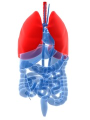 3d rendered anatomy illustration of human organs with highlighted lung