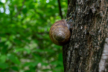 Snail with a brown tree house