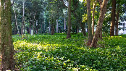 nature in the lake park