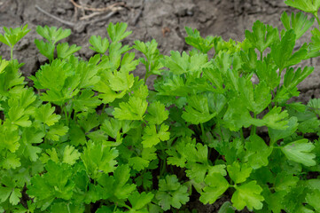 Fototapeta na wymiar Parsley, greens for cooking