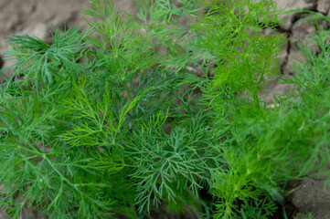 Bunches of green dill are ready to be harvested