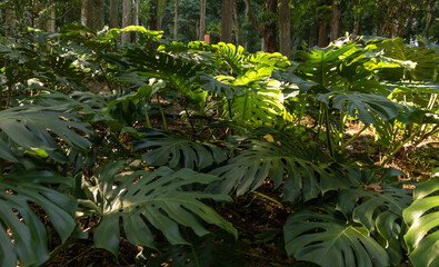 nature in the lake park
