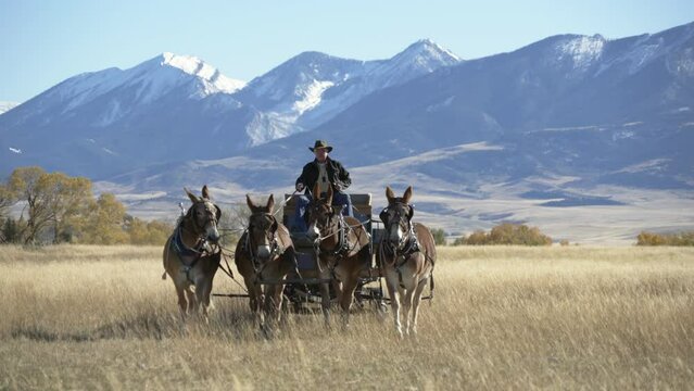 Farmer turns mule team and wagon towards camera with snowy mountains