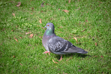 Gray pigeon walking in the park on green grass on sunny day