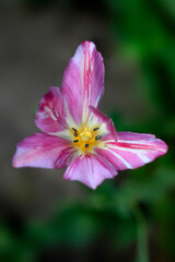 Fototapeta premium Colorful plants in spring garden