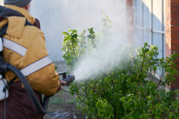 A man treats currant bushes with a cold fog generator during spring frosts.