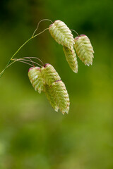 A great quaking grass plant isolated on green. Briza maxima.