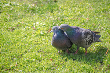 Two pigeons love tender care from male bird on green grass lawn on sunny day