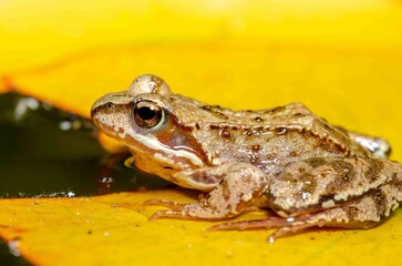 Frog on a yellow water lily.