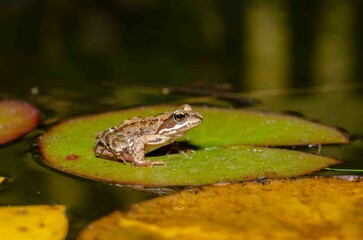 Reptile frog in the wild sits on a green leaf of a water lily.