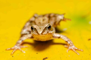 Brown frog sits on a yellow water lily leaf.