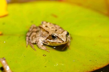 A brown frog sits on a green leaf of a water lily.