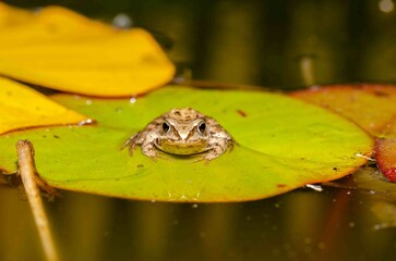 A brown frog sits on a green leaf of a water lily.