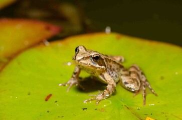 Frog sits on a green leaf of a water lily.