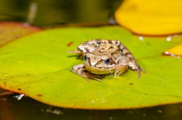 Brown frog sits on a leaf of a water lily.
